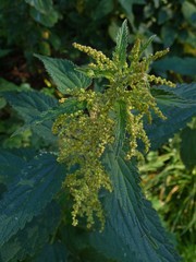 Urtica dioica