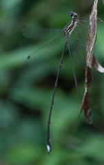 Ecchlorolestes nylephtha