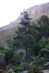 Widdringtonia wallichii