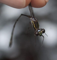 Ecchlorolestes nylephtha