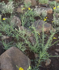Nidorella