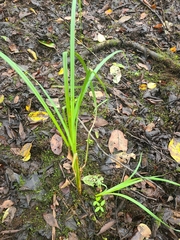 Carex lupuliformis