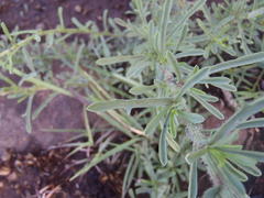 Nidorella