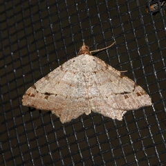 Macaria aequiferaria