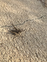 Thyreonotus