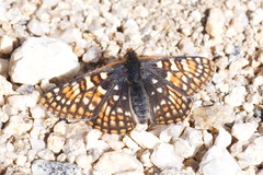 Euphydryas anicia brucei