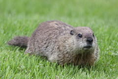 Marmota monax