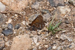 Euphydryas anicia brucei
