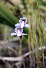 Disa graminifolia