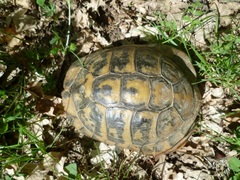 Testudo hermanni boettgeri