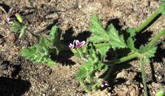 Pelargonium althaeoides