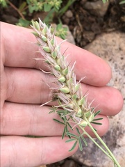 Dalea pogonathera