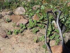 Pelargonium althaeoides