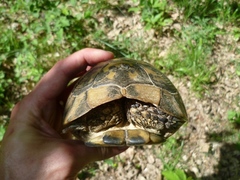 Testudo hermanni boettgeri