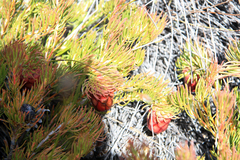 Protea witzenbergiana