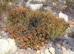 Protea witzenbergiana