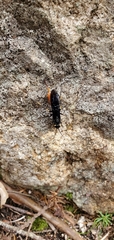 Urocerus cressoni