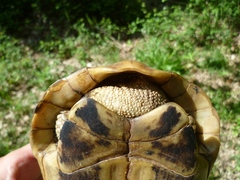Testudo hermanni boettgeri