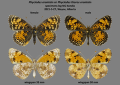 Phyciodes tharos orantain
