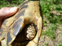 Testudo hermanni boettgeri