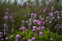 Amphithalea ericifolia erecta