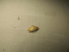 Blepharomastix saponalis
