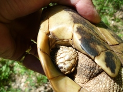 Testudo hermanni boettgeri