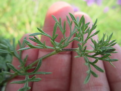 Glandularia aristigera