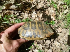 Testudo hermanni boettgeri
