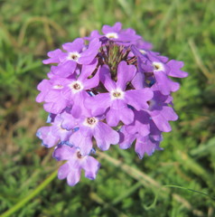 Glandularia aristigera