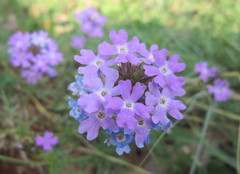Glandularia aristigera