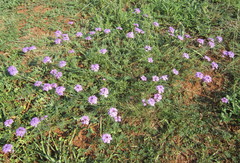 Glandularia aristigera