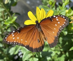 Danaus gilippus
