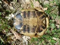 Testudo hermanni boettgeri