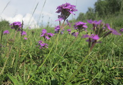 Glandularia aristigera