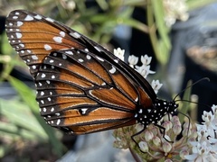Danaus gilippus