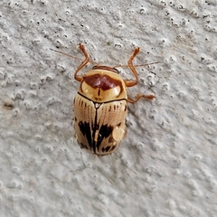 Cryptocephalus mutabilis