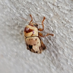 Cryptocephalus mutabilis