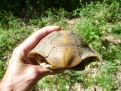 Testudo hermanni boettgeri