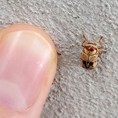 Cryptocephalus mutabilis