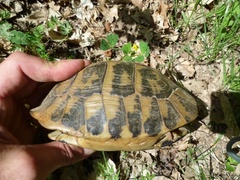 Testudo hermanni boettgeri