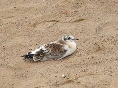 Chroicocephalus ridibundus