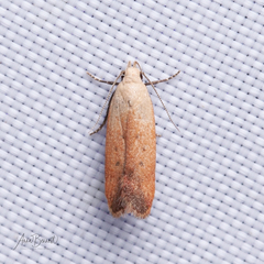Anacampsis fullonella