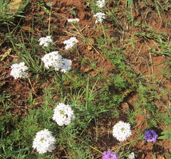 Glandularia aristigera