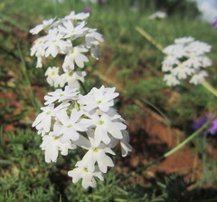 Glandularia aristigera