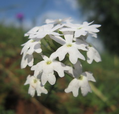Glandularia aristigera