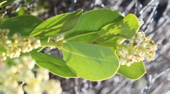 Olea capensis capensis