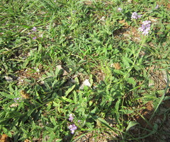 Heliotropium amplexicaule