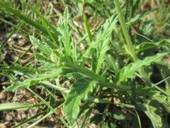 Heliotropium amplexicaule