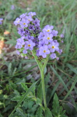 Heliotropium amplexicaule
